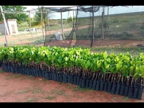 Mudas frutíferas 