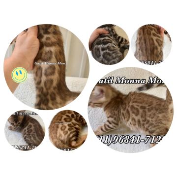 Bengal Rosetas Fechadas para clientes exigentes 