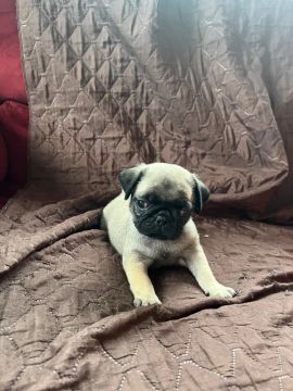 Pug filhote 
