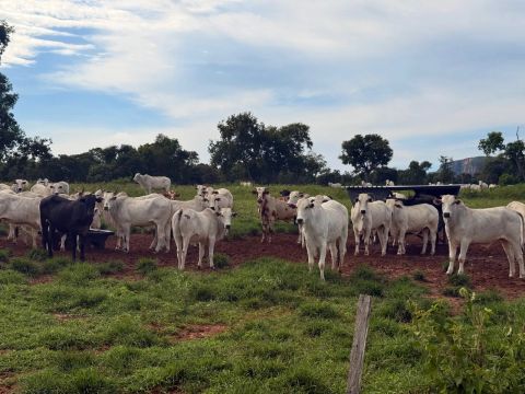 Excelente Fazenda 2500 ou 1500 has Dupla Aptidão Proxima de Campo Grande MS