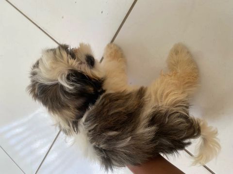 Filhote Shih Tzu