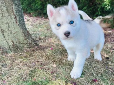 Cachorro Husky Siberiano Saudável, Macho Ou Fêmea