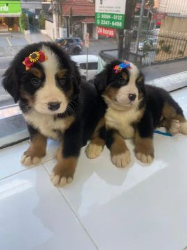 Bernese lindos a pronta entrega!!