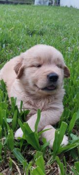 FILHOTE DE GOLDEN RETRIVER