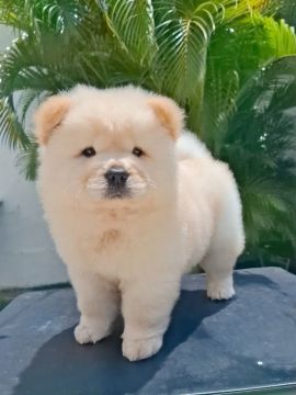 Filhote Chow-Chow