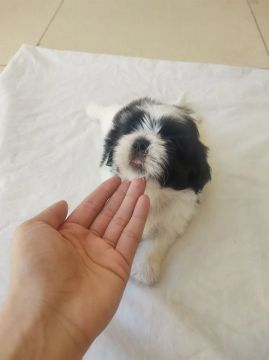 Filhote Shih Tzu ( macho ) puro !