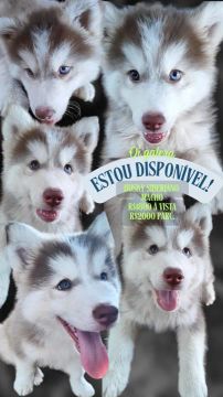 Filhote de Husky Siberiano 