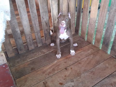VENDO FILHOTES DE PITMONSTER
