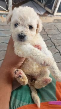Filhote poodle número 2