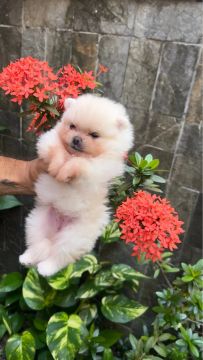 Lulu da Pomerania/ spitz alemão padrão show 