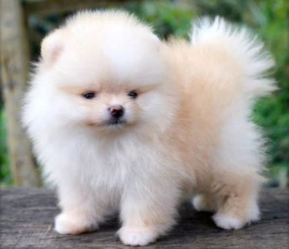 Filhote de Spitz Alemão anão Fêmea com pedigree