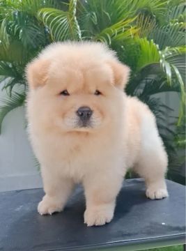 Filhote Chow-Chow