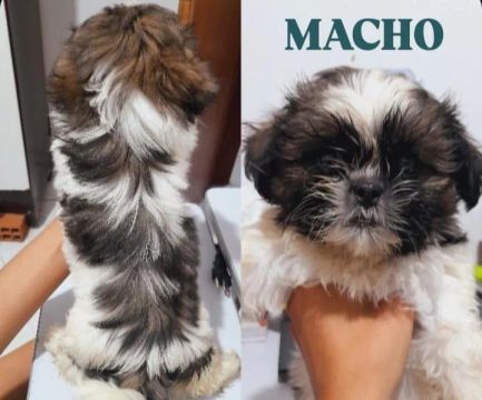 Filhotes Shih Tzu que possuem 2 meses(08/02/2025). 1 fêmea e 2 machos 