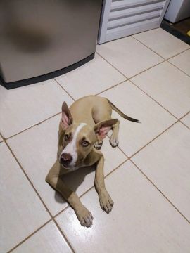 Doa se cachorro filhote 