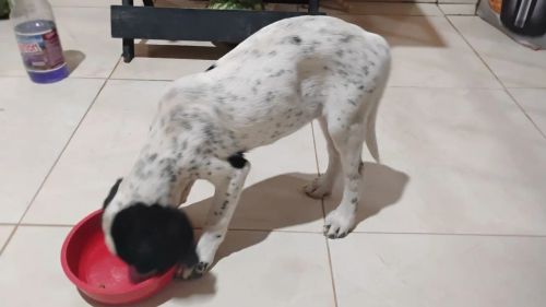 doação filhote fêmea 