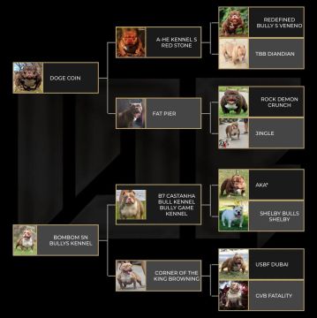 American bully micro macho com 1 ano. Kit criador, Cachorro+ incubadora+ corredeira.
