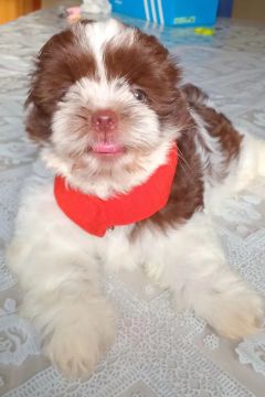 Shih Tzu 