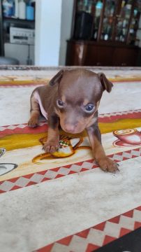 PINSCHER 