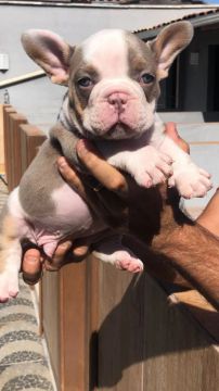 American Bully micro marle, chame no whatsapp que mando fotos e vídeos ok 