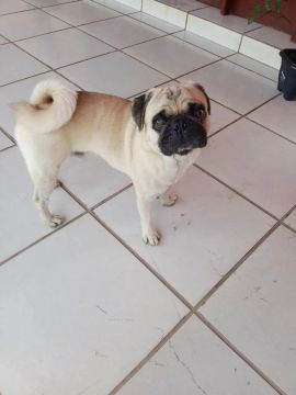 Pug Macho 