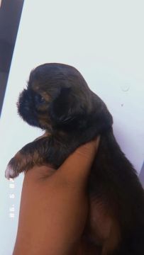Shih Tzu filhote