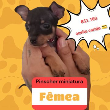 Pinscher Miniatura Fêmea