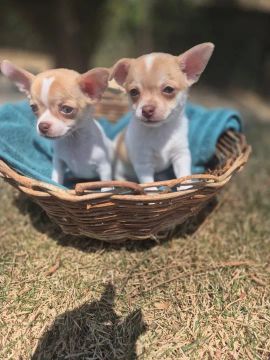 Chihuahua pelo curto macho filhote 100% puro com garantia - Loja física