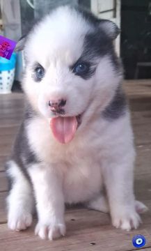 Filhote Husky Siberiano