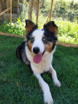 Plantel de Boder Collie