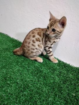Machinho  Bengal de Pelagem Linda Bem Marcado 