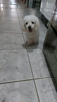 Belíssima Poodle Toy Pura