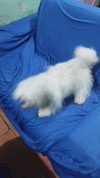 Raça shih Tzu