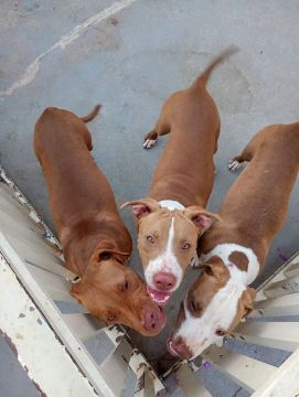 Pitbull Argentino 