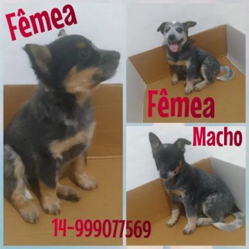 Filhotes de Blue Hiller (boiadeiro australiano)