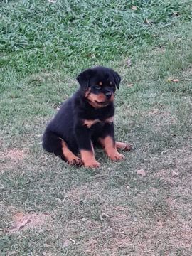 Lindo machinho de Rottweiler cabeça de touro $2.400,00