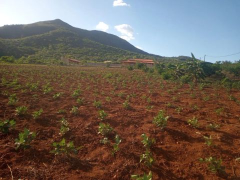 Terreno 