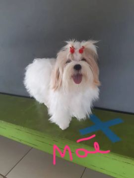 Linda Shih Tzu Fêmea