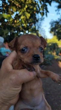 Linda fêmea de pinscher disponível 