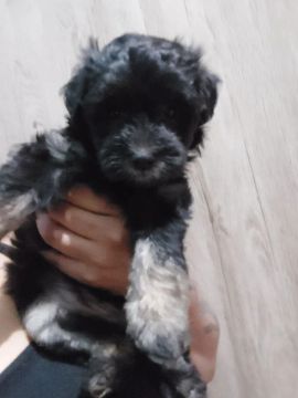 Filhotes de cães 