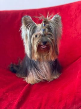 Filhote de Yorkshire Terrier