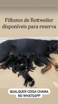 Filhotes de Rottweiler