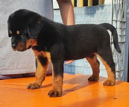Canil Von Araújos ( Rottweiler)