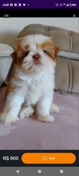 Filhote Shih Tzu fêmea 