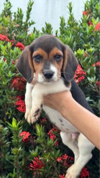 Beagles 