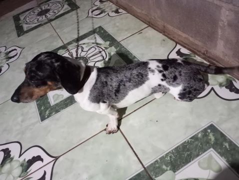 Vendo cofapi dachshund machinho 