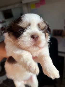 Filhotes shih tzu 