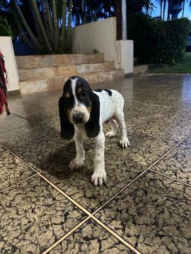 Filhote Fox Hound Americano 