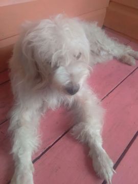 Estou vendendo essa cachorrinha poodle motivo da venda eu estou doente não do conta de cui