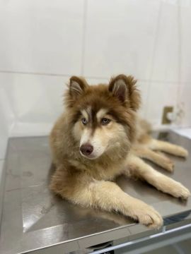 Filhote Husky Siberiano
