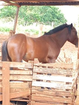 Cavalo quarto de milha puro 2 anos pai e mae registrados